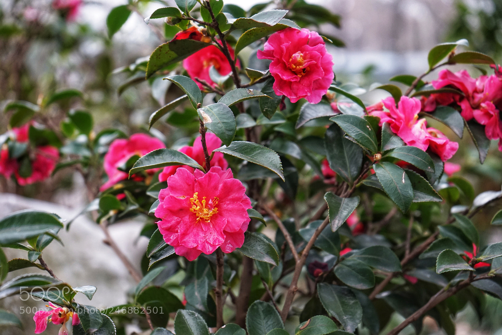 Sony a7 sample photo. Untitled photography