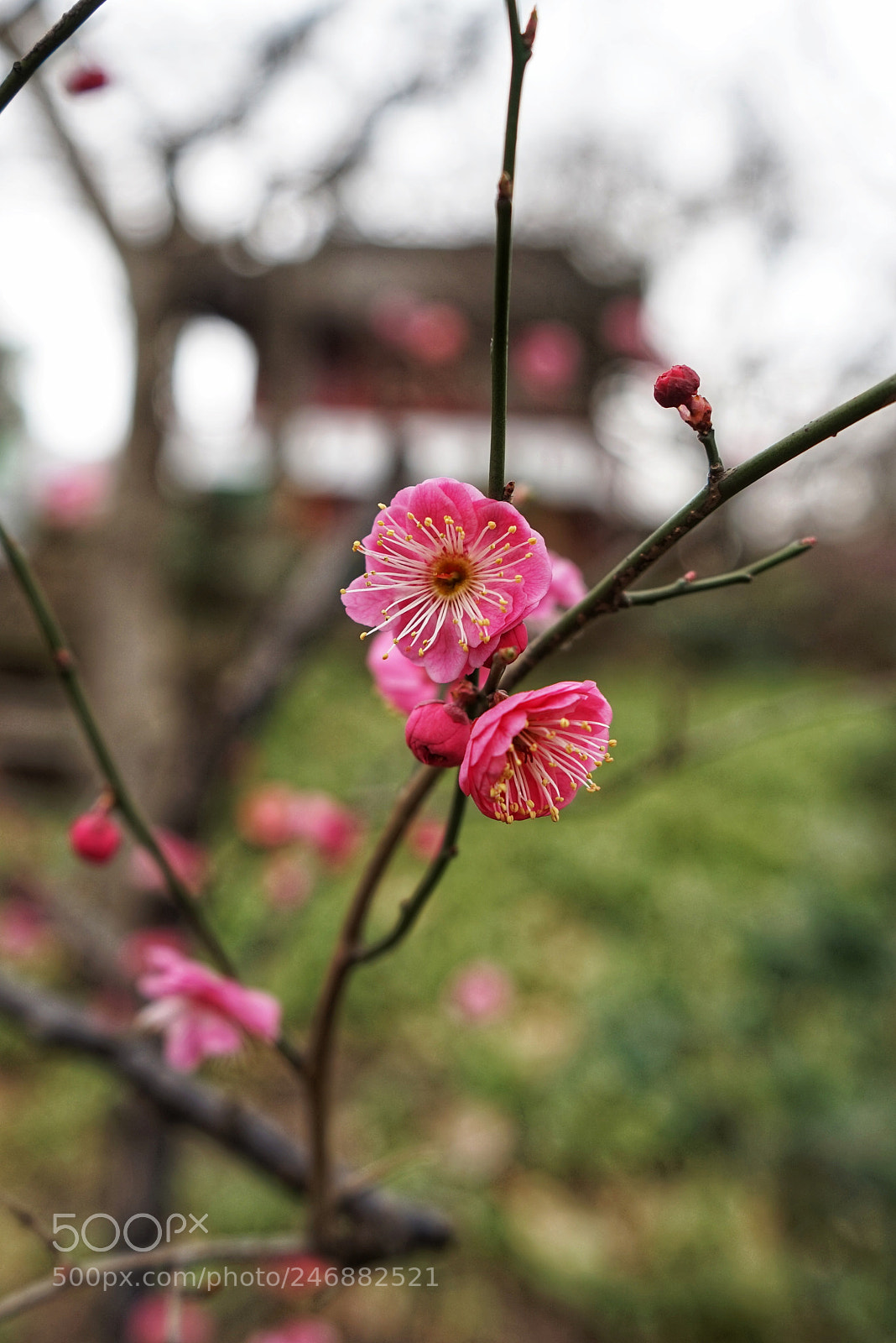 Sony a7 sample photo. Untitled photography