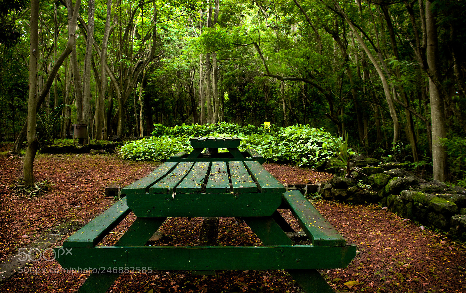 Canon EOS 100D (EOS Rebel SL1 / EOS Kiss X7) sample photo. Picnic anyone? photography