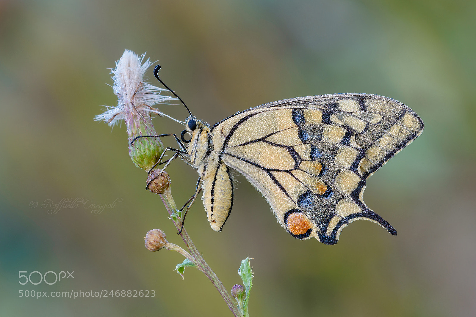 Nikon D7200 sample photo. Papilio machaon photography