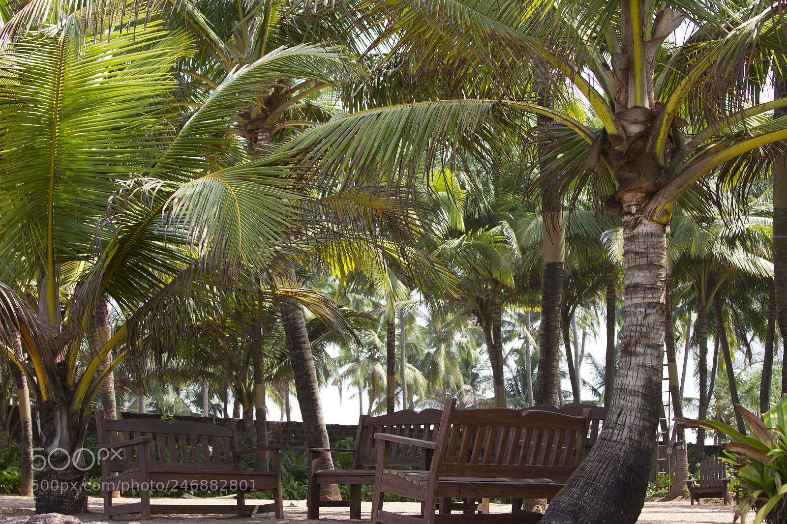 Canon EOS 7D sample photo. Coconut palm trees against photography