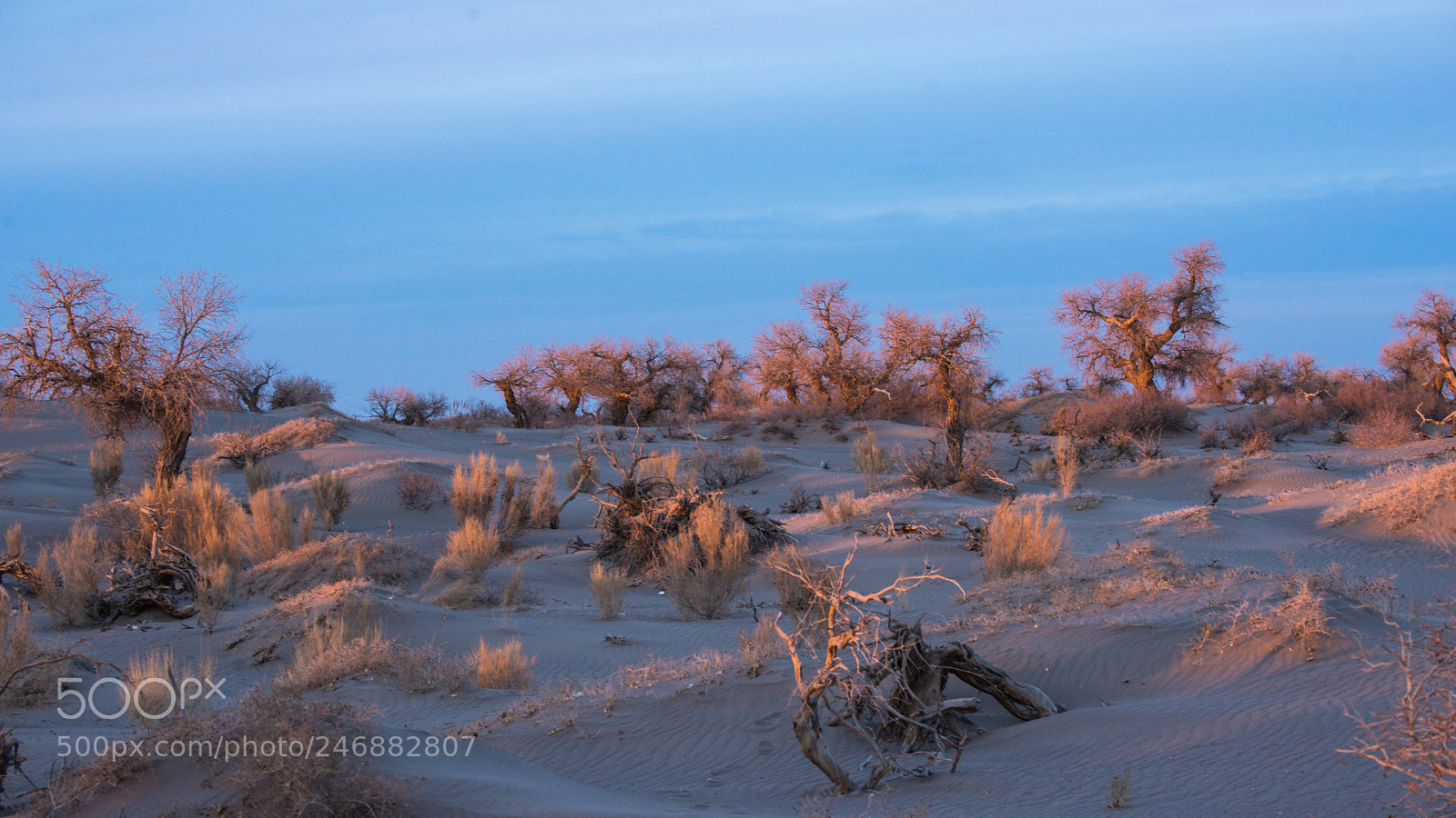 Nikon D800E sample photo. Untitled photography