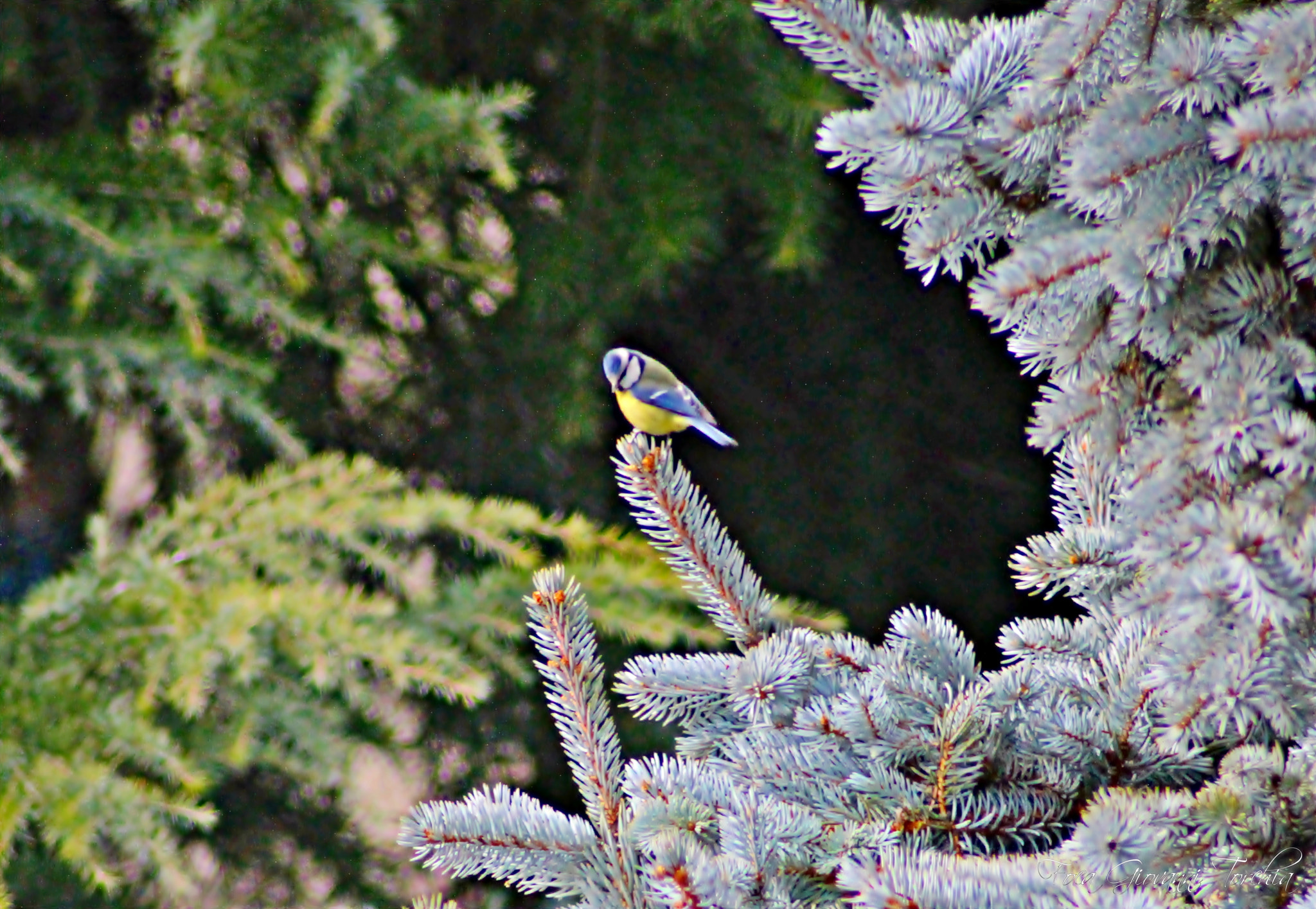 Canon EOS 1200D (EOS Rebel T5 / EOS Kiss X70 / EOS Hi) sample photo. Cinciarella photography