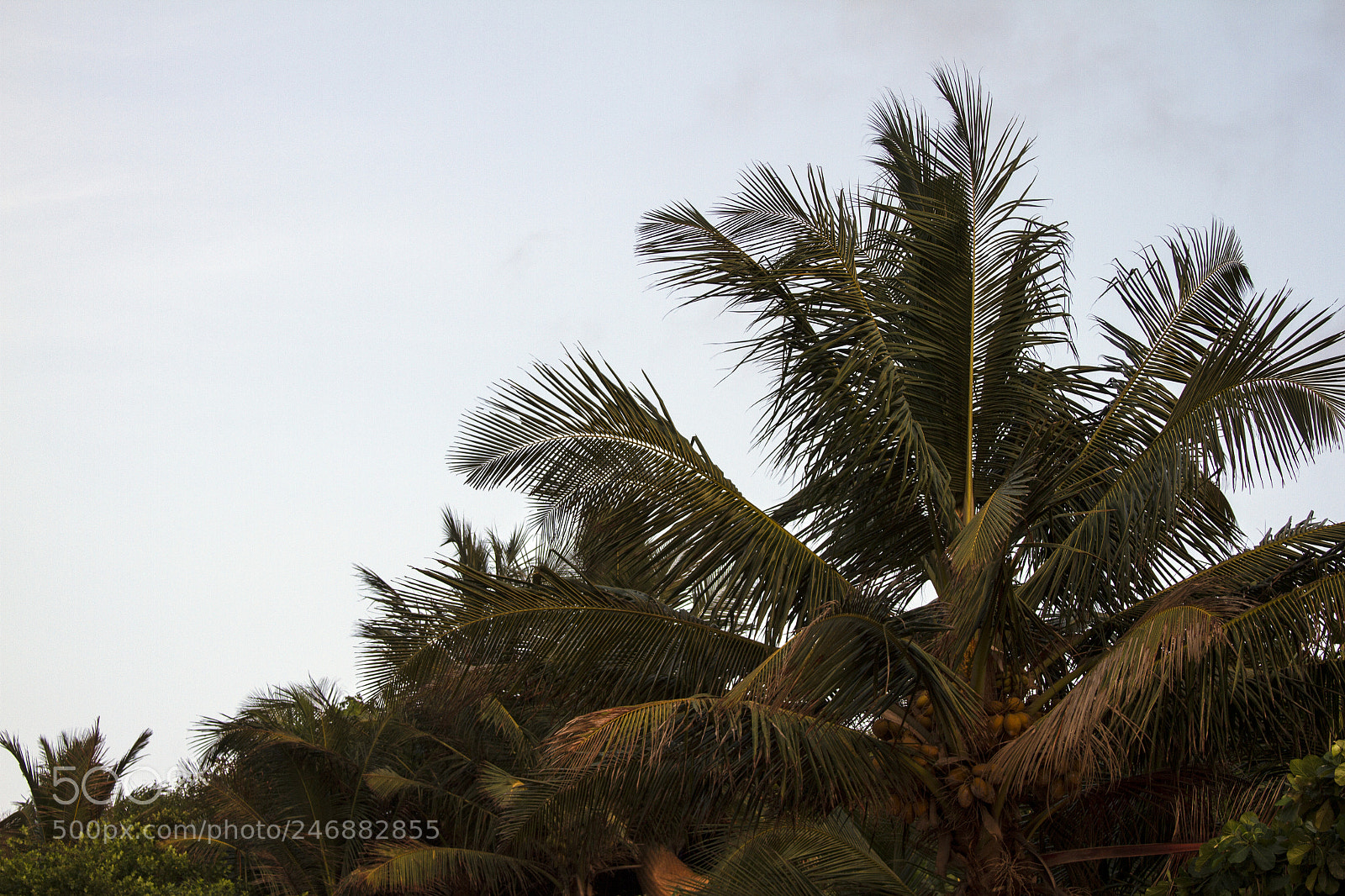 Canon EOS 7D sample photo. Coconut palm trees against photography