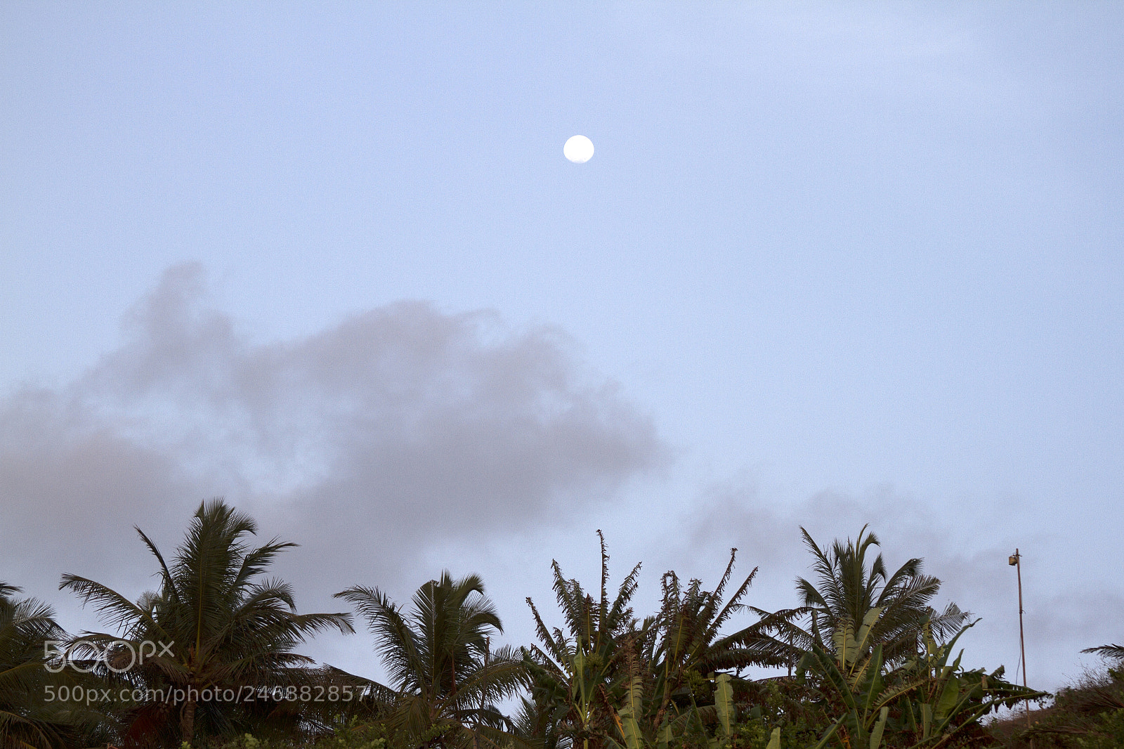 Canon EOS 7D sample photo. Coconut palm trees against photography