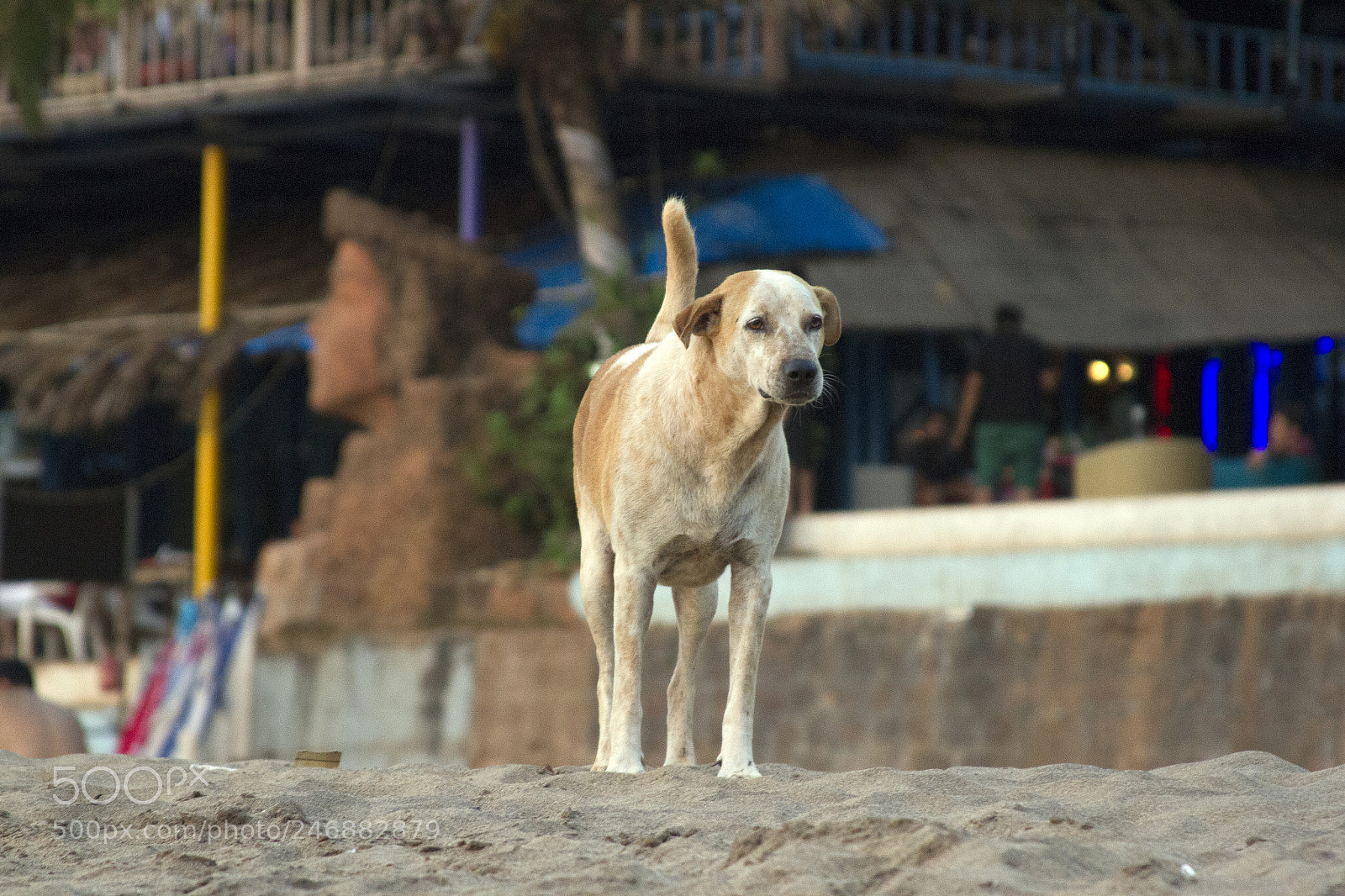 Canon EOS 7D sample photo. Dog on the beach photography