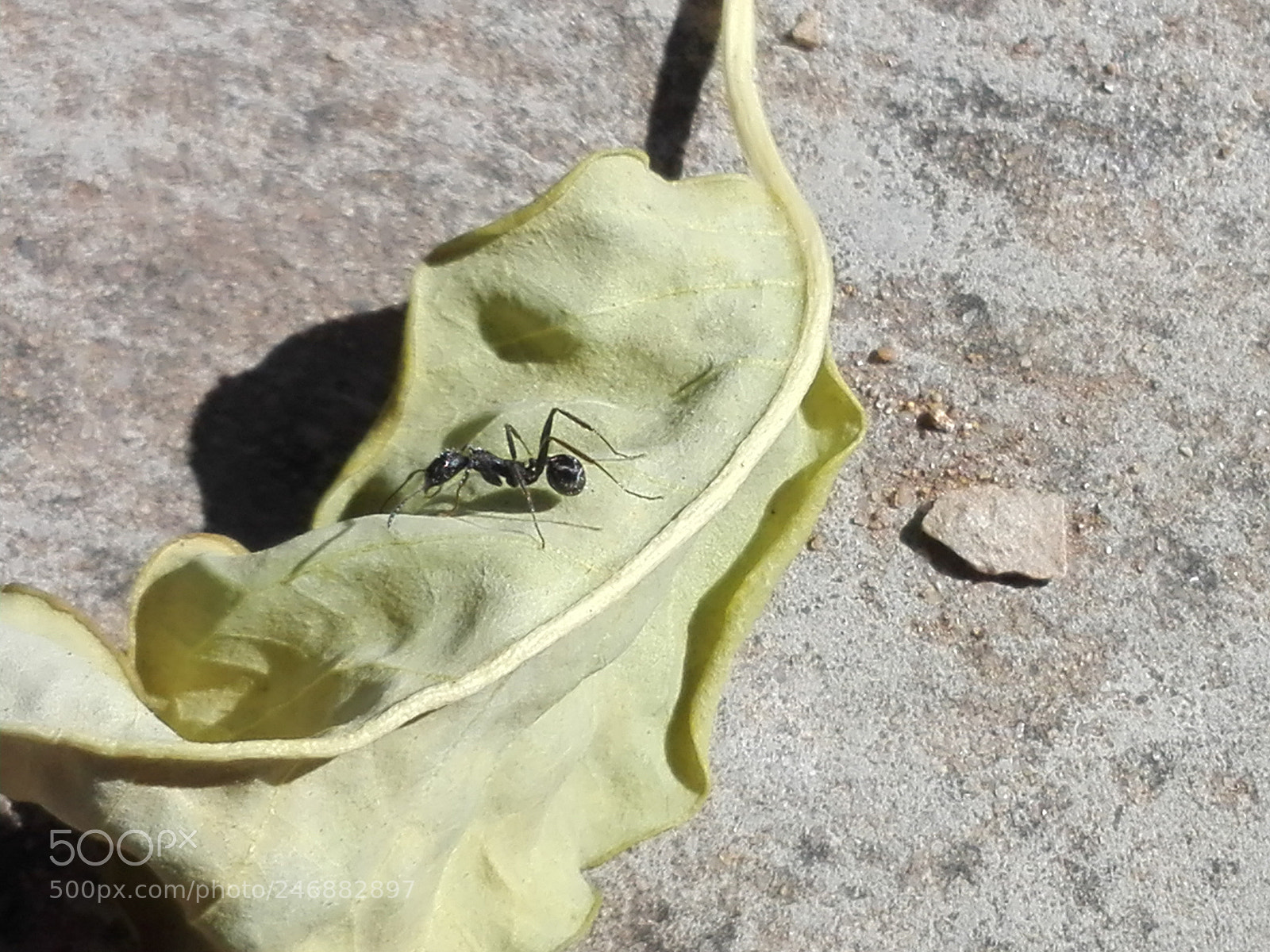 HUAWEI P8 Lite sample photo. Simple things photography