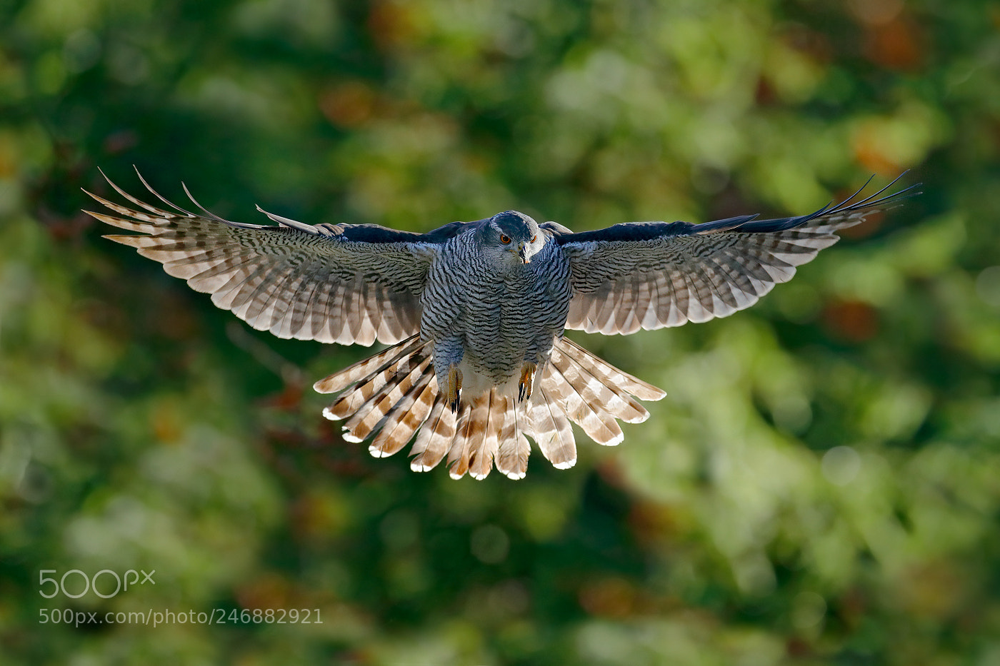 Canon EOS-1D X Mark II sample photo. Goshawk (accipiter gentilis) photography