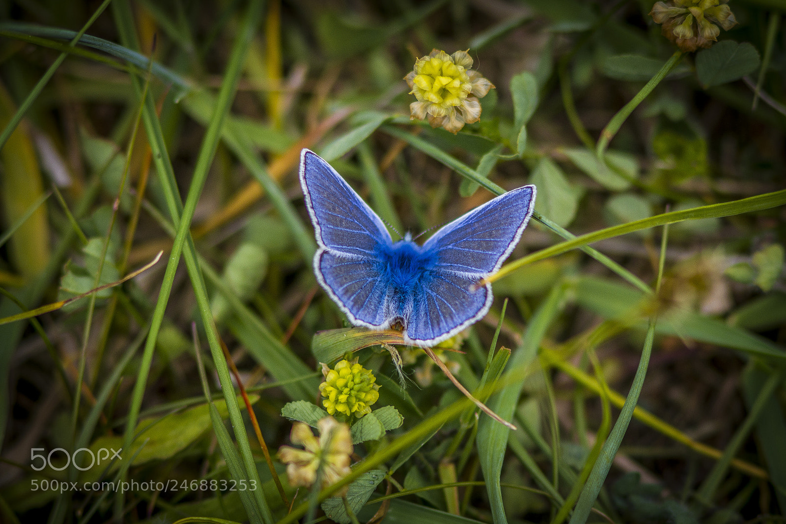 Canon EOS 7D sample photo. Common blue photography
