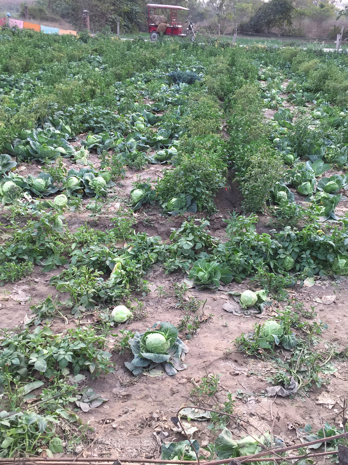 Apple iPhone 6 sample photo. Cabbiage farm photography
