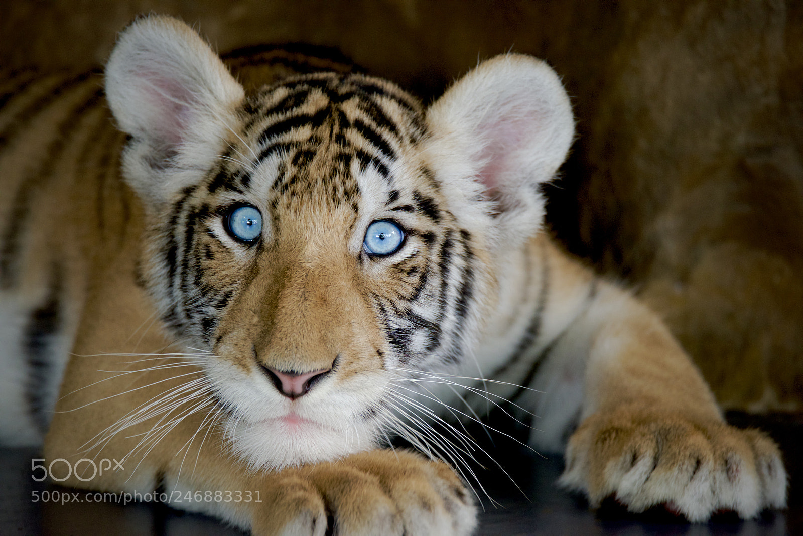 Nikon D810 sample photo. Blue eyed boy photography