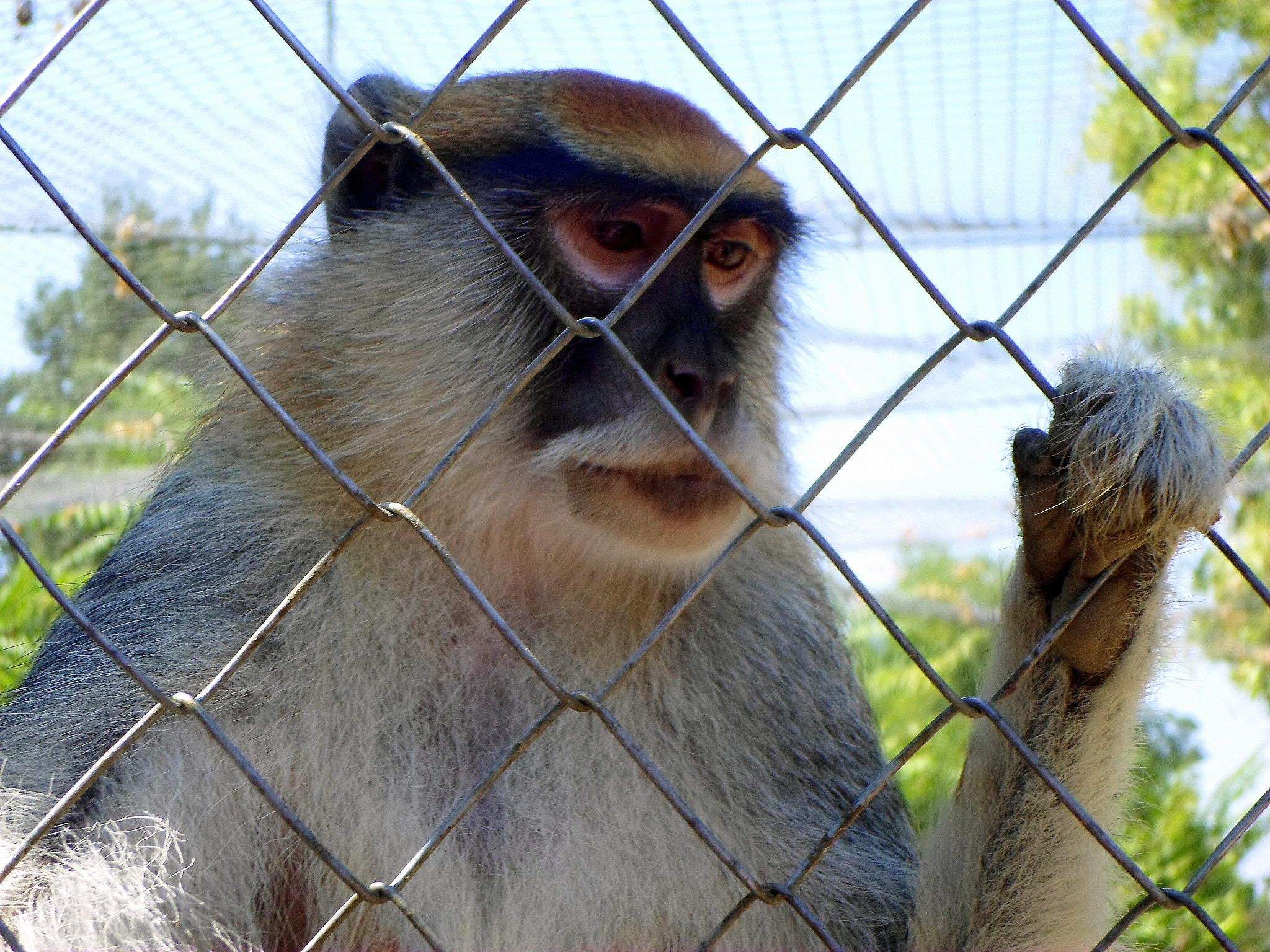 Samsung ES95 sample photo. The monkey.. photography