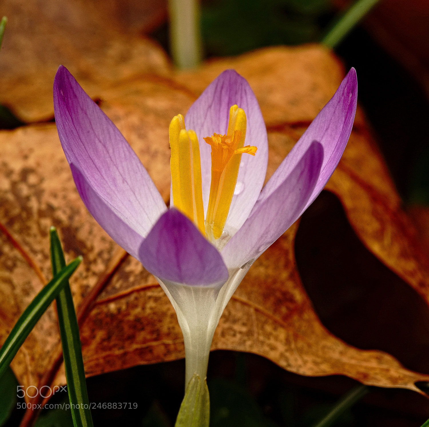 Sony a7R II sample photo. Exposed photography