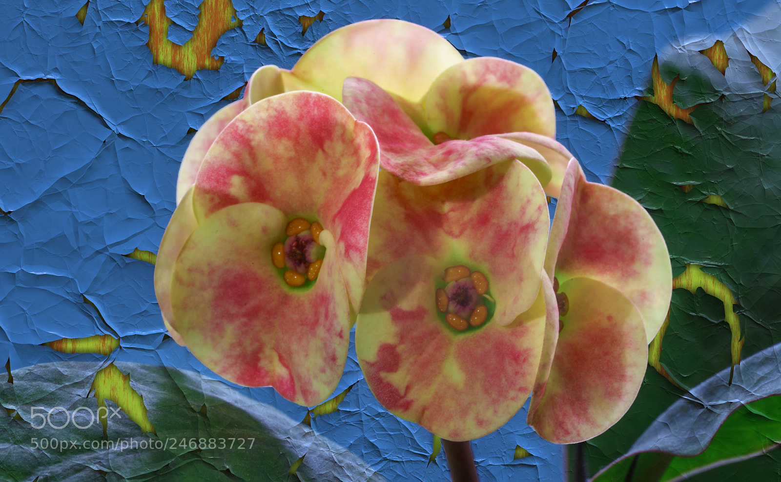 Sony a7R II sample photo. Euphorbia milii dikenli ta photography