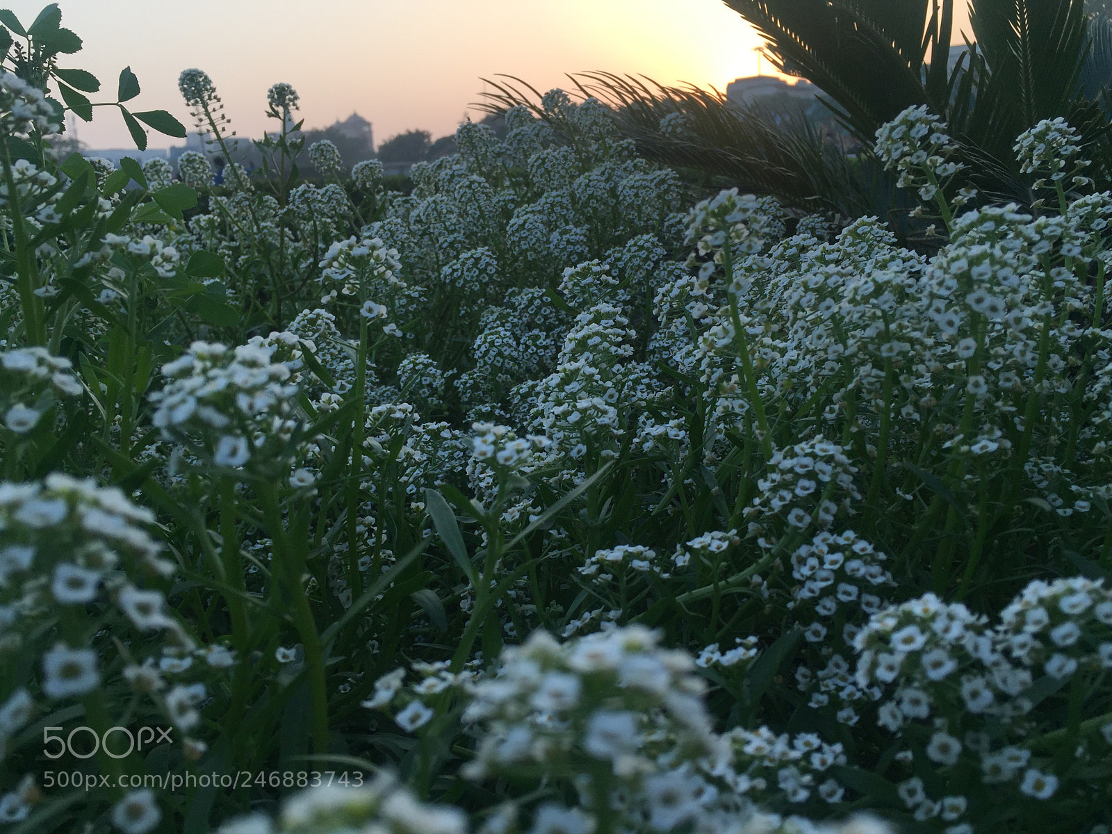 Apple iPhone 6 sample photo. Untitled photography