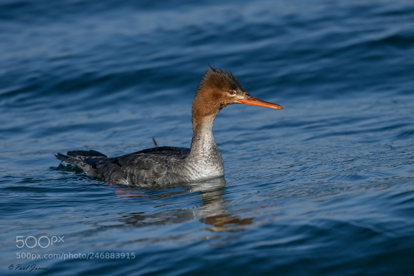 Nikon D850 sample photo. Red breasted merganser photography
