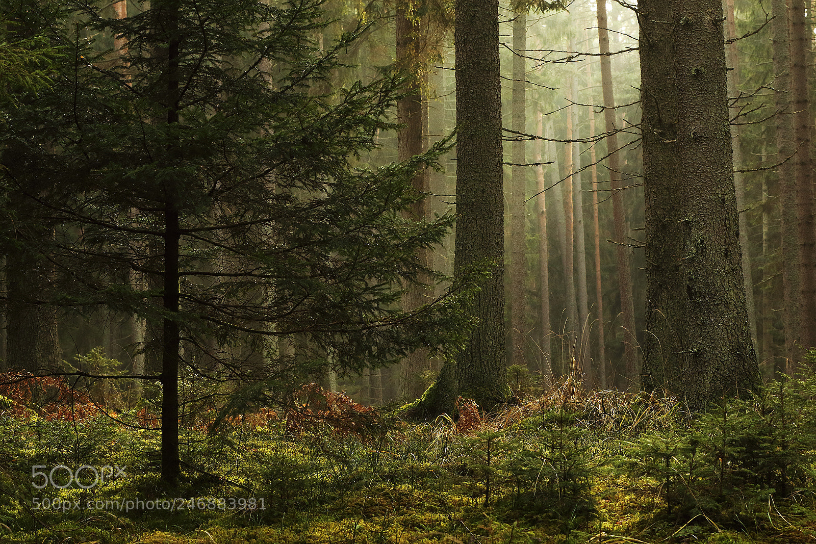 Canon EOS 7D Mark II sample photo. Forest photography