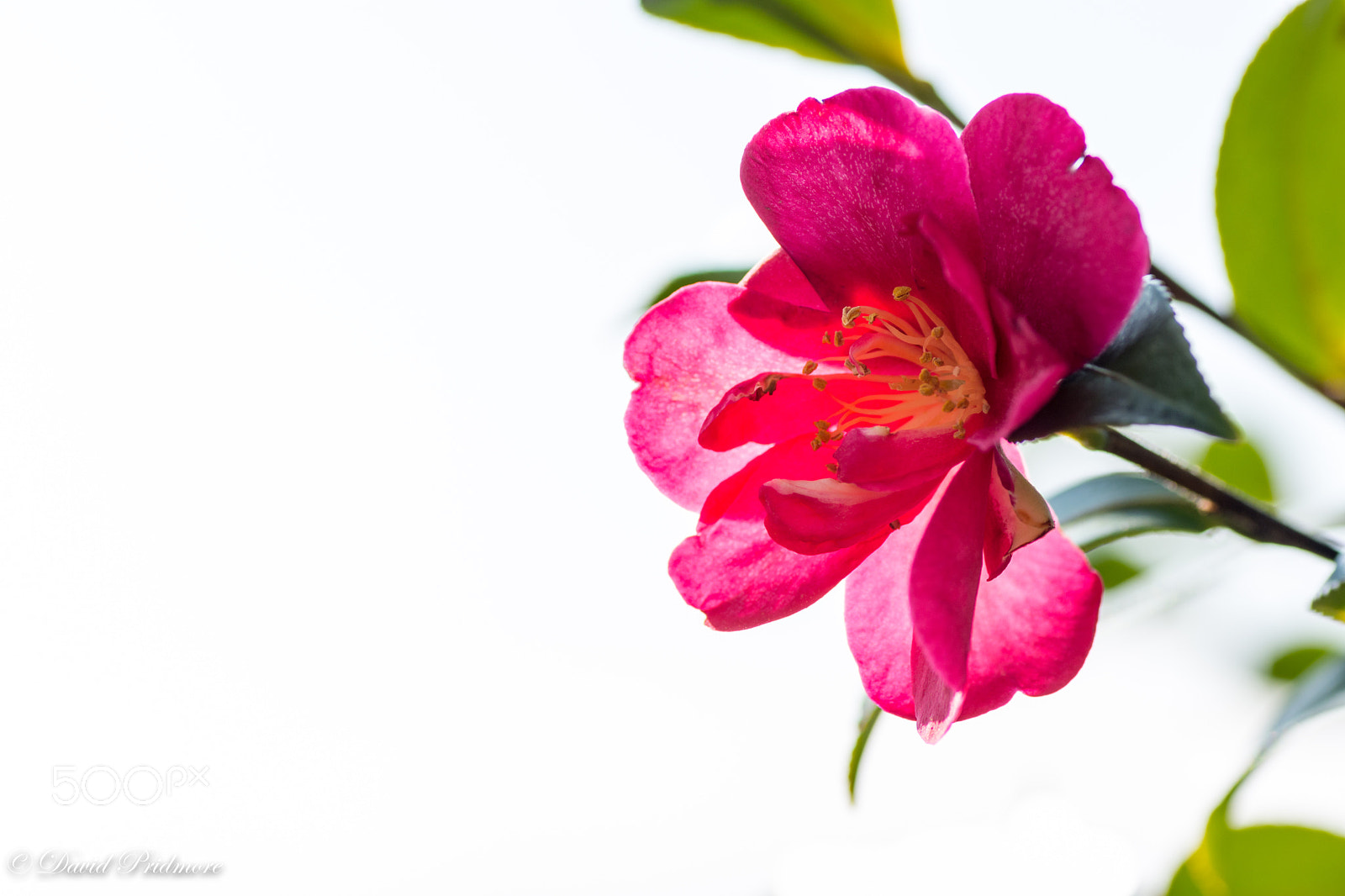 Nikon D7200 sample photo. Almost spring photography