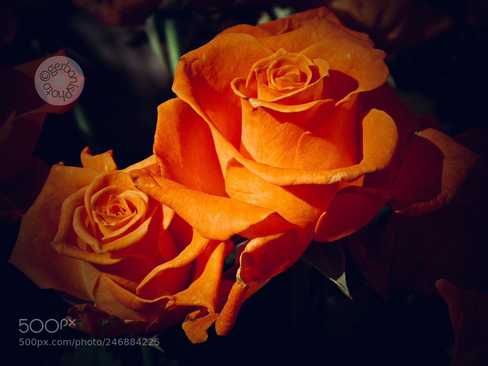 Panasonic Lumix DC-ZS70 (Lumix DC-TZ90) sample photo. Peach roses photography