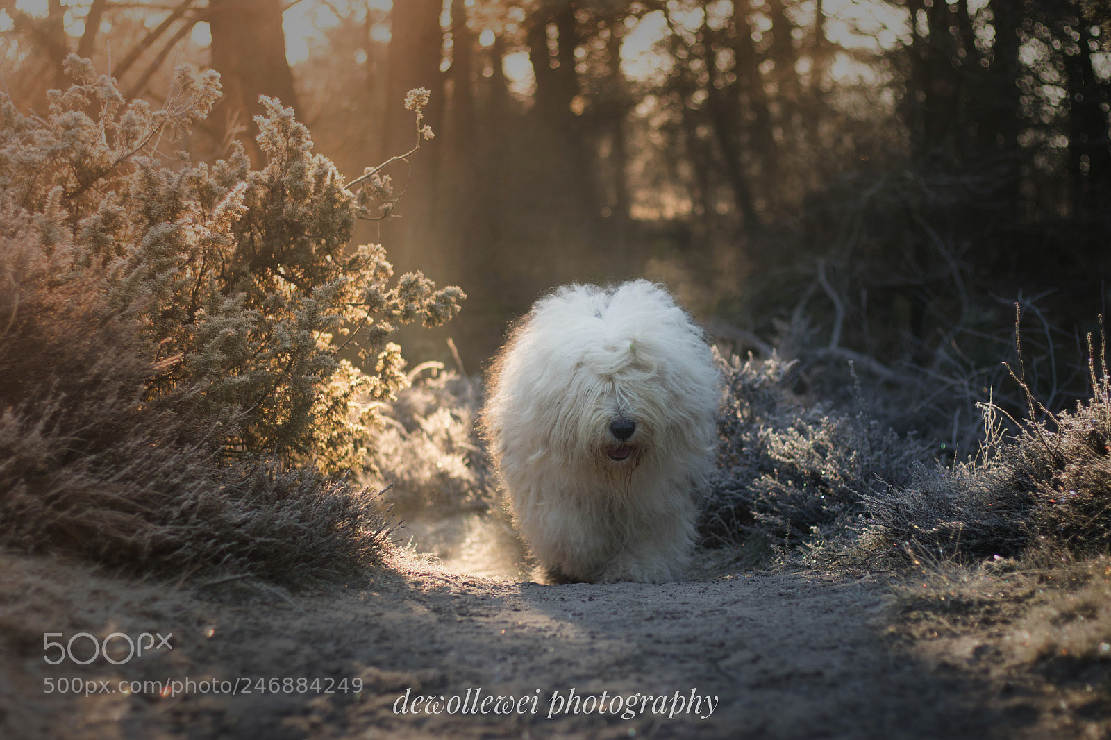 Canon EOS 7D Mark II sample photo. Sophie photography