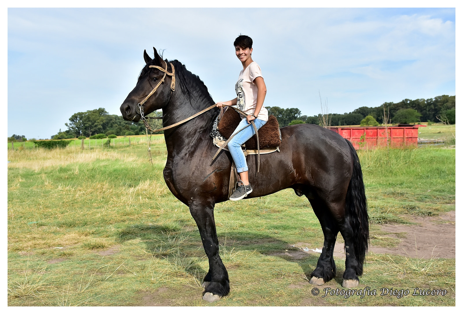 Sigma 17-50mm F2.8 EX DC OS HSM sample photo. Frison horse photography