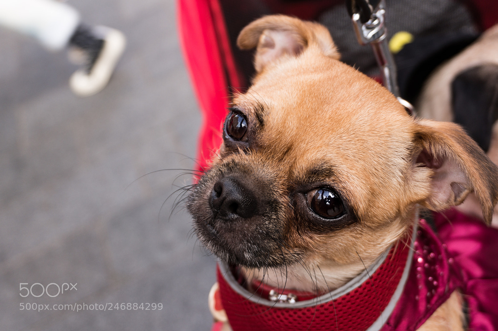 Sony Alpha NEX-5R sample photo. ? photography