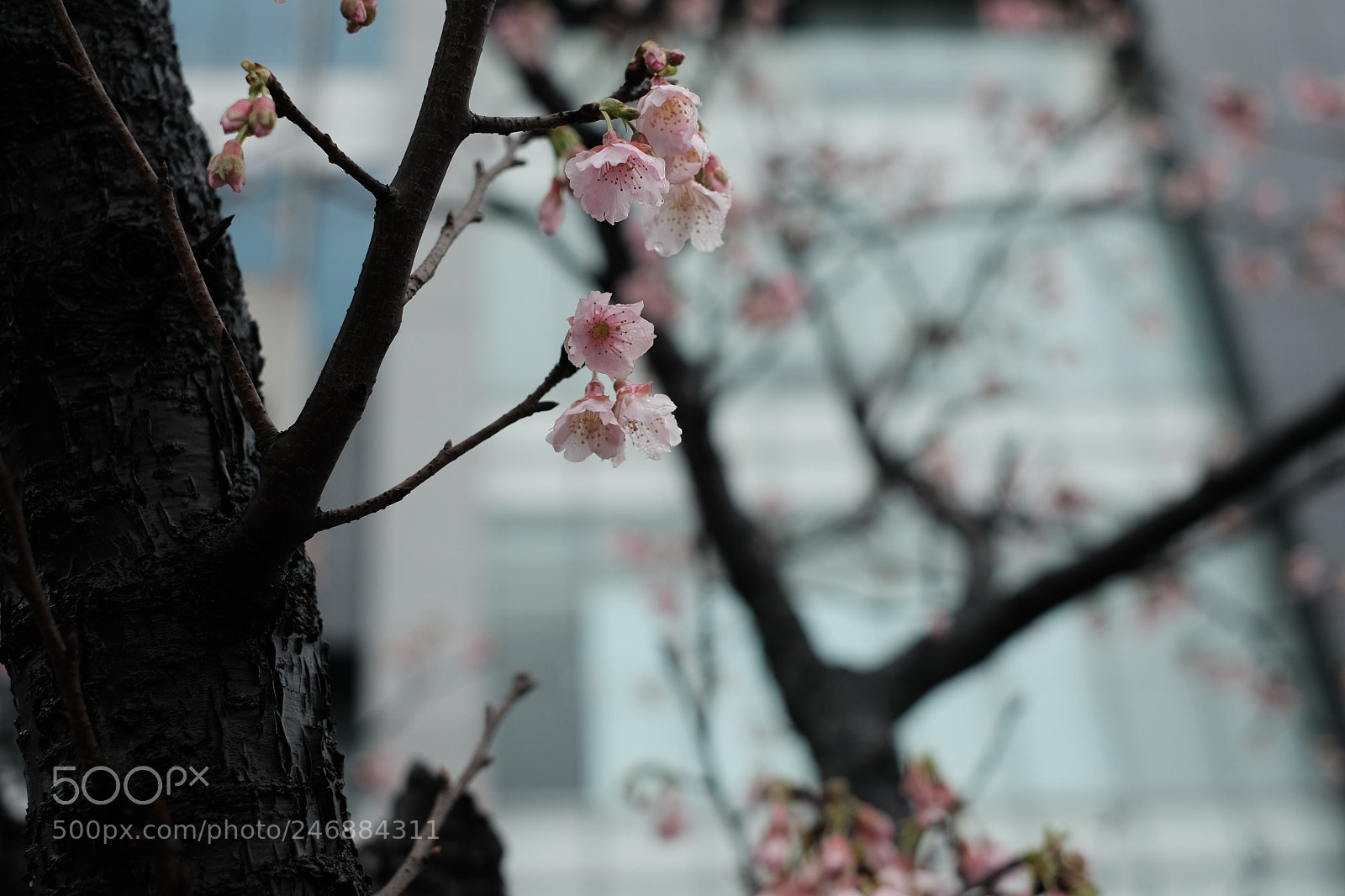 Fujifilm X-E2S sample photo. Dbeed b edc photography