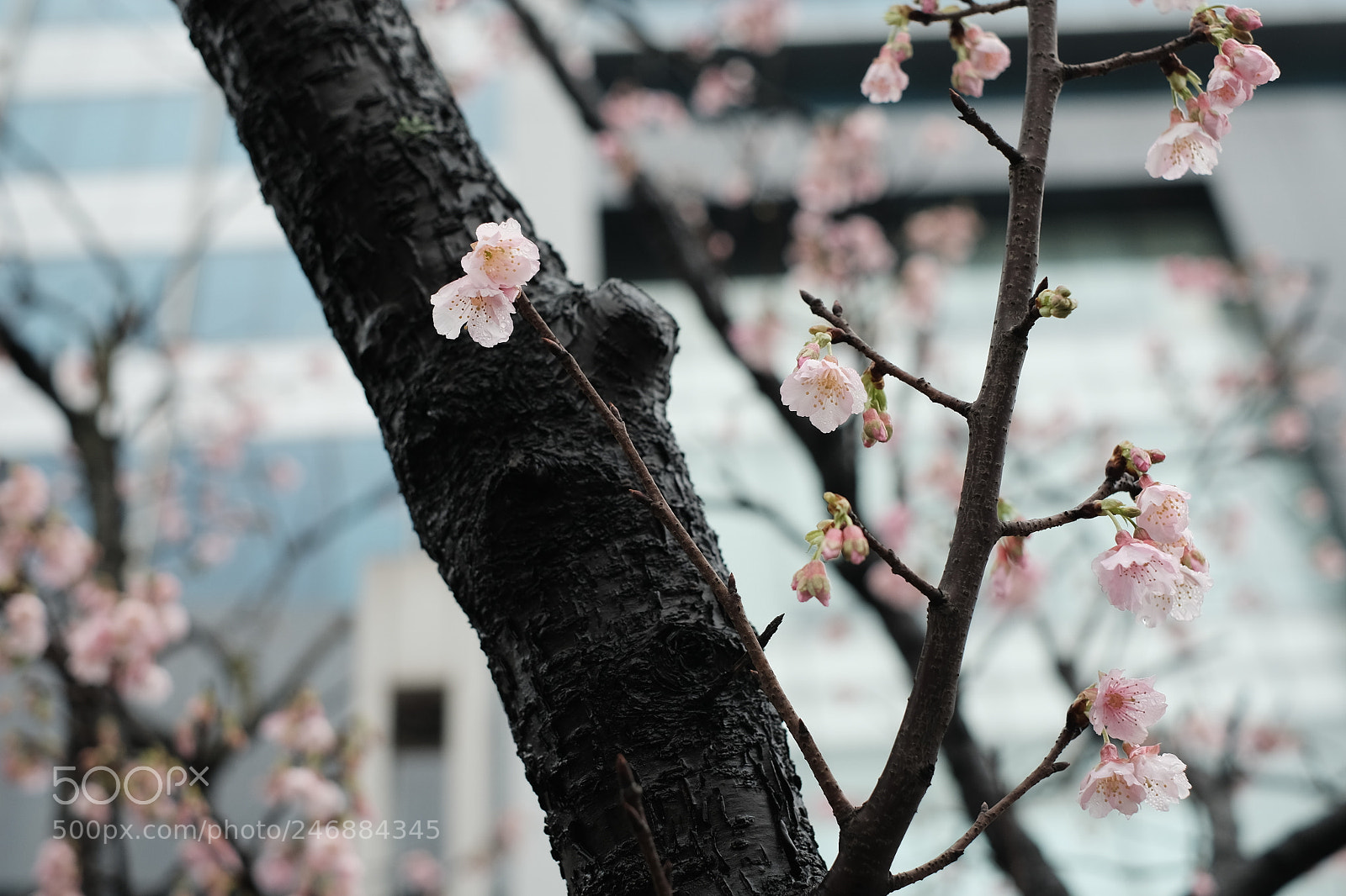 Fujifilm X-E2S sample photo. Fec efbccaf photography