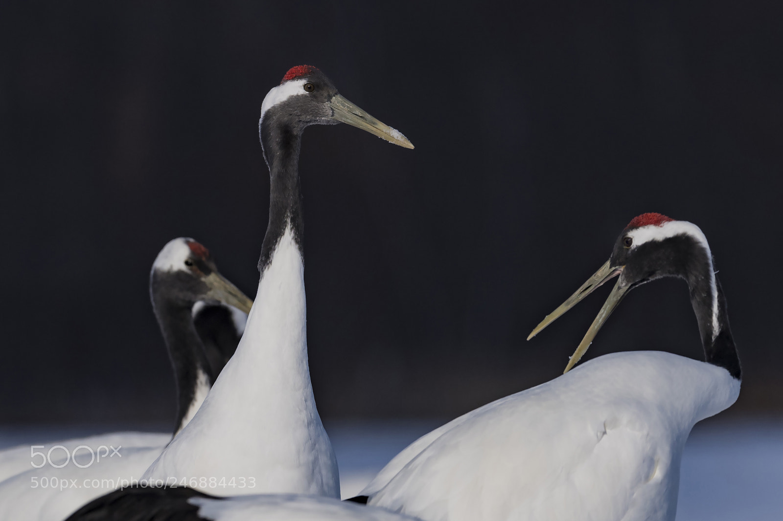 Nikon D5 sample photo. Japanese crane photography