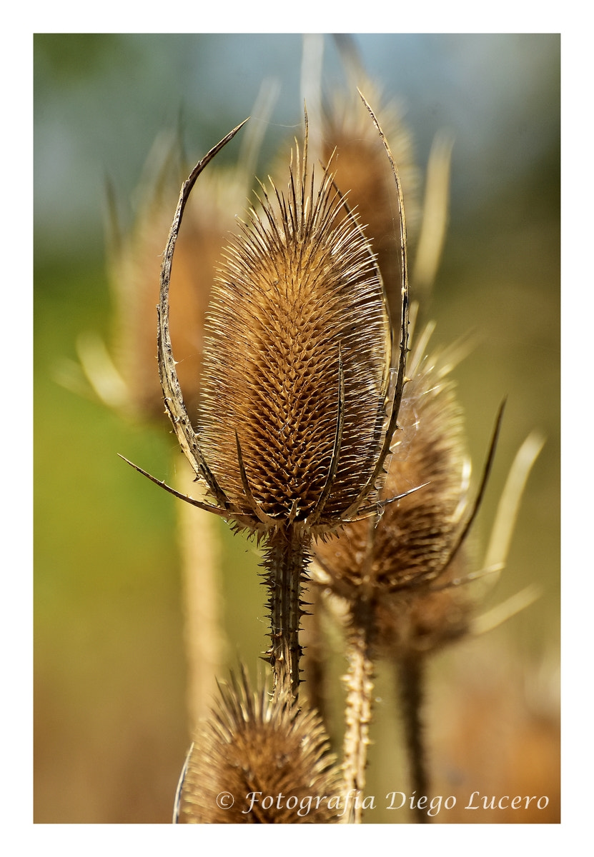 Nikon D7200 sample photo. Teasels photography