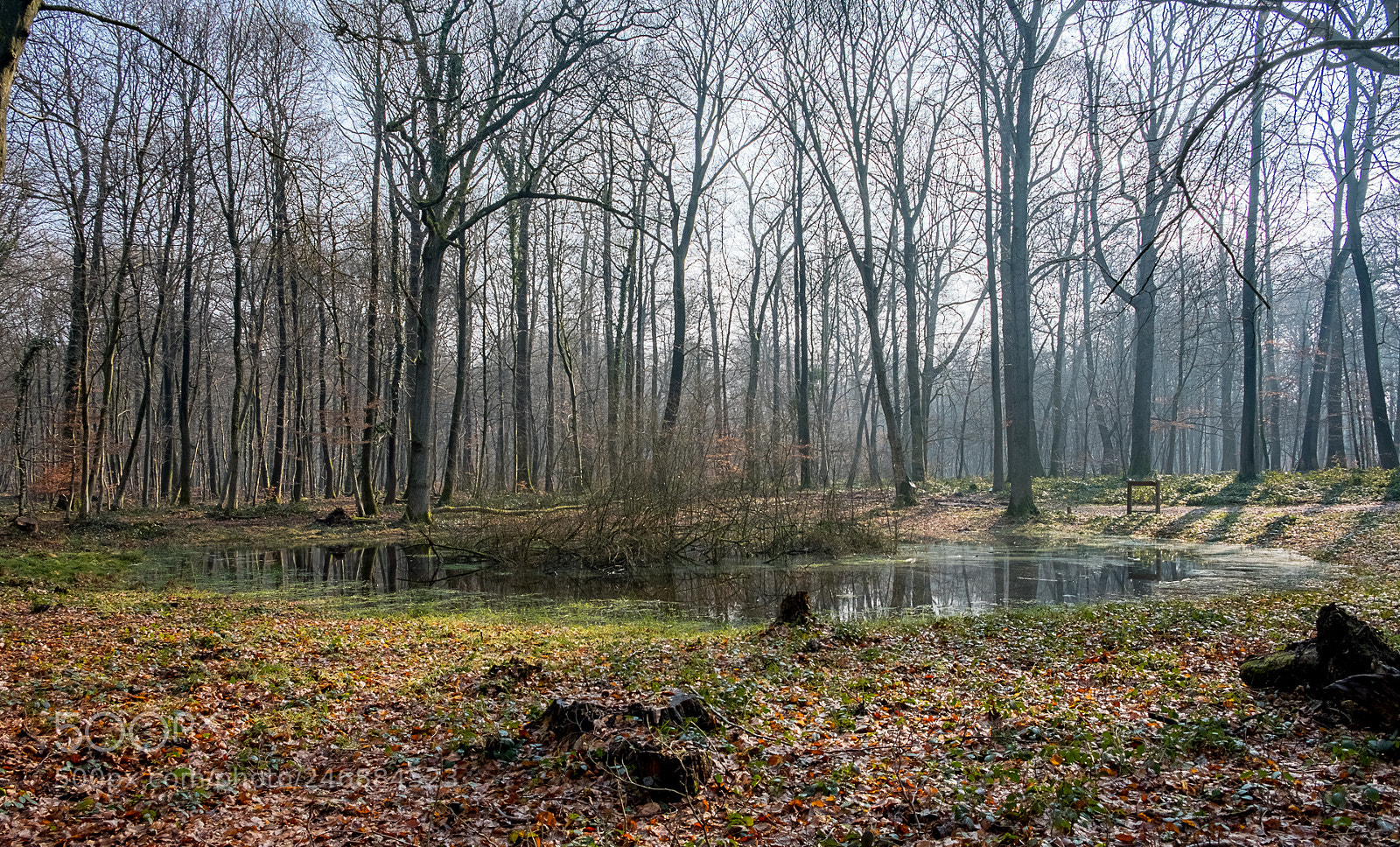 Fujifilm X-T20 sample photo. Pond in the woods photography