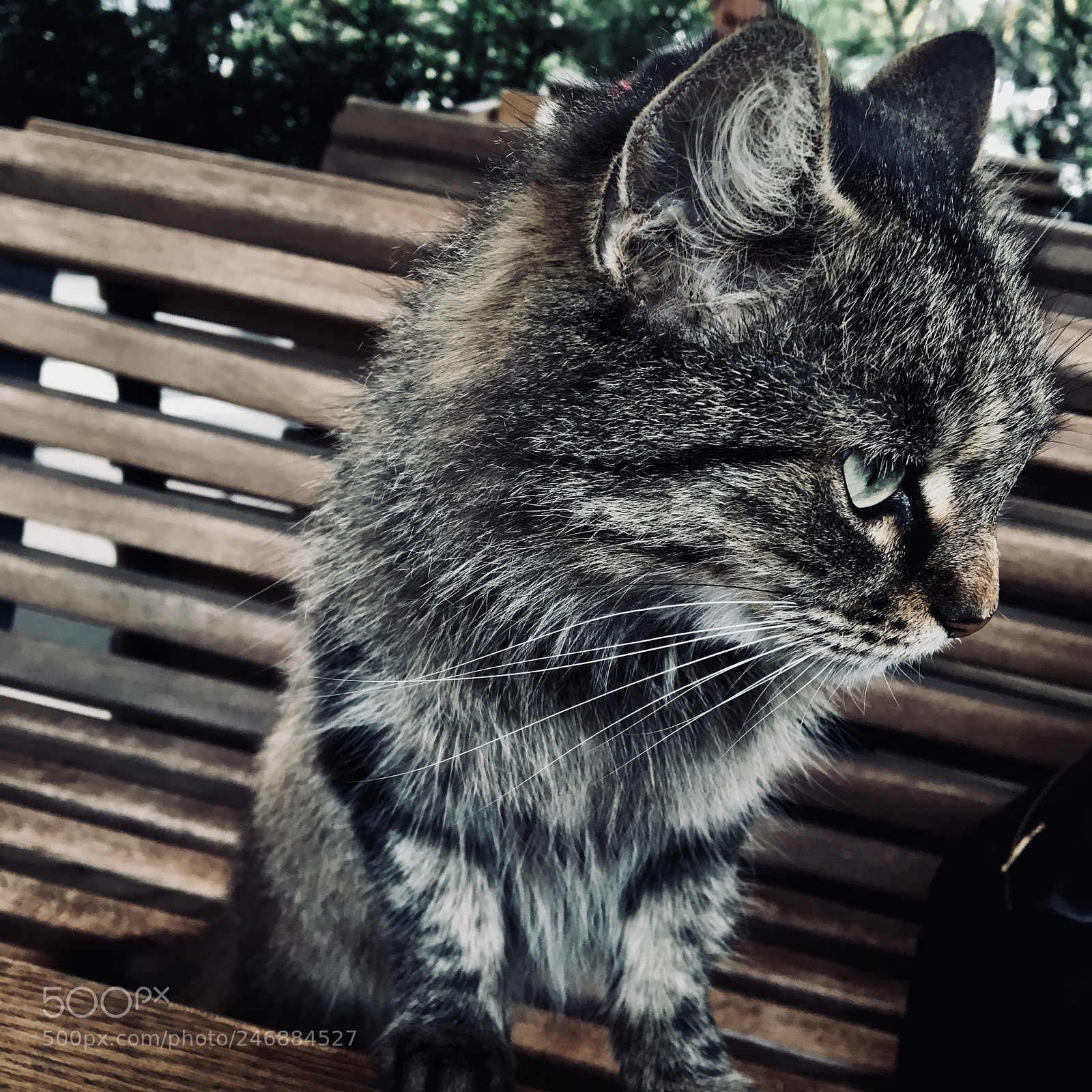 Apple iPhone 6s sample photo. Cat? photography