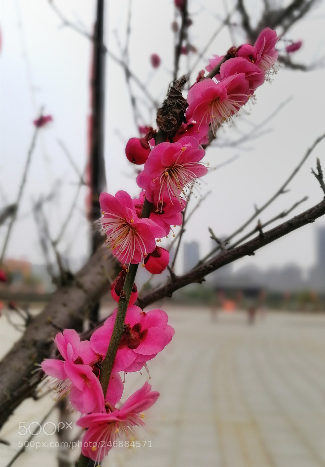 HUAWEI Honor 9 sample photo. Untitled photography