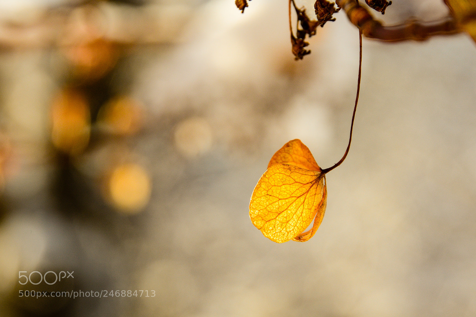 Nikon D7100 sample photo. Golden hydrangea photography