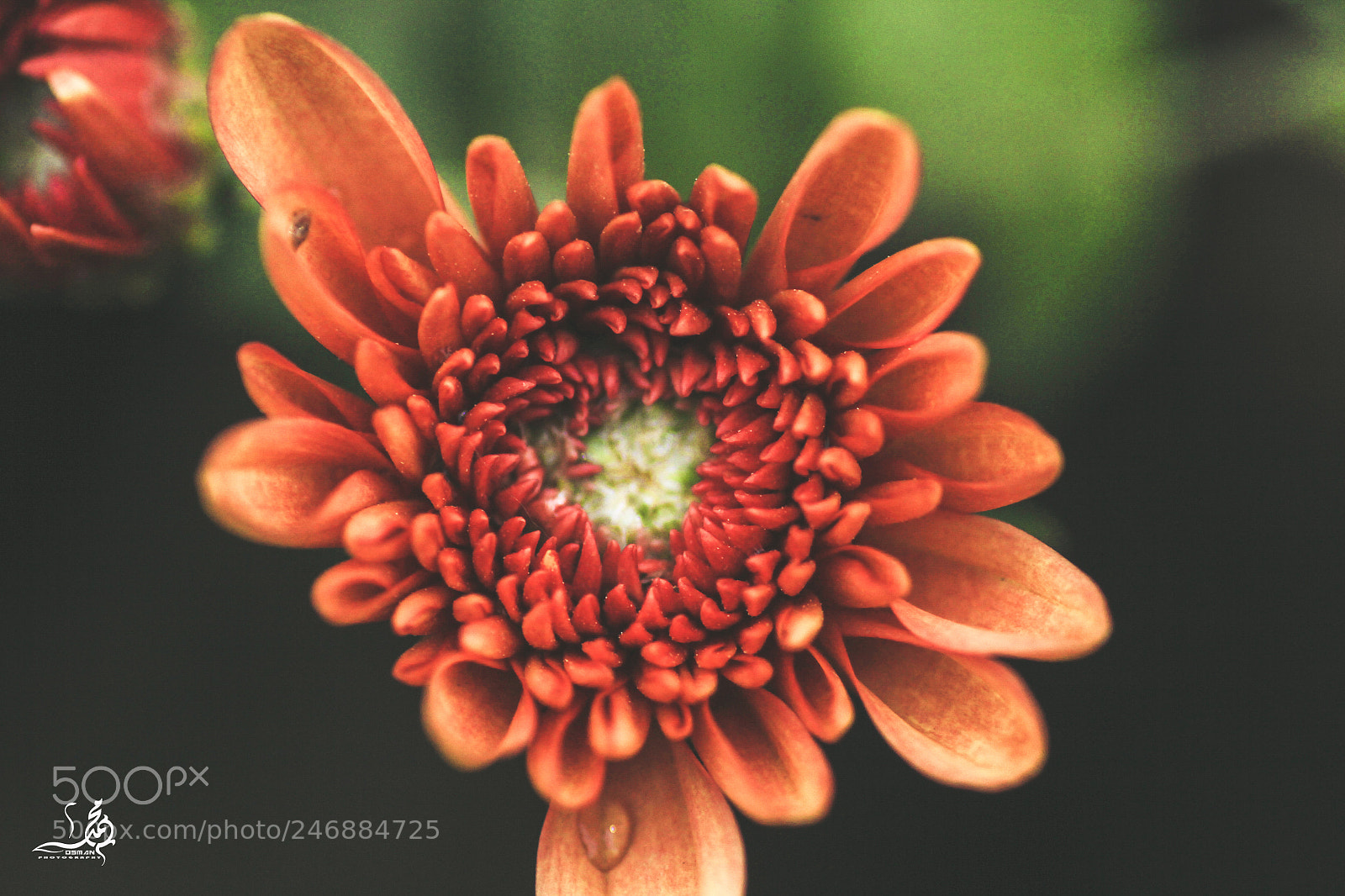 Canon EOS 60D sample photo. Untitled photography