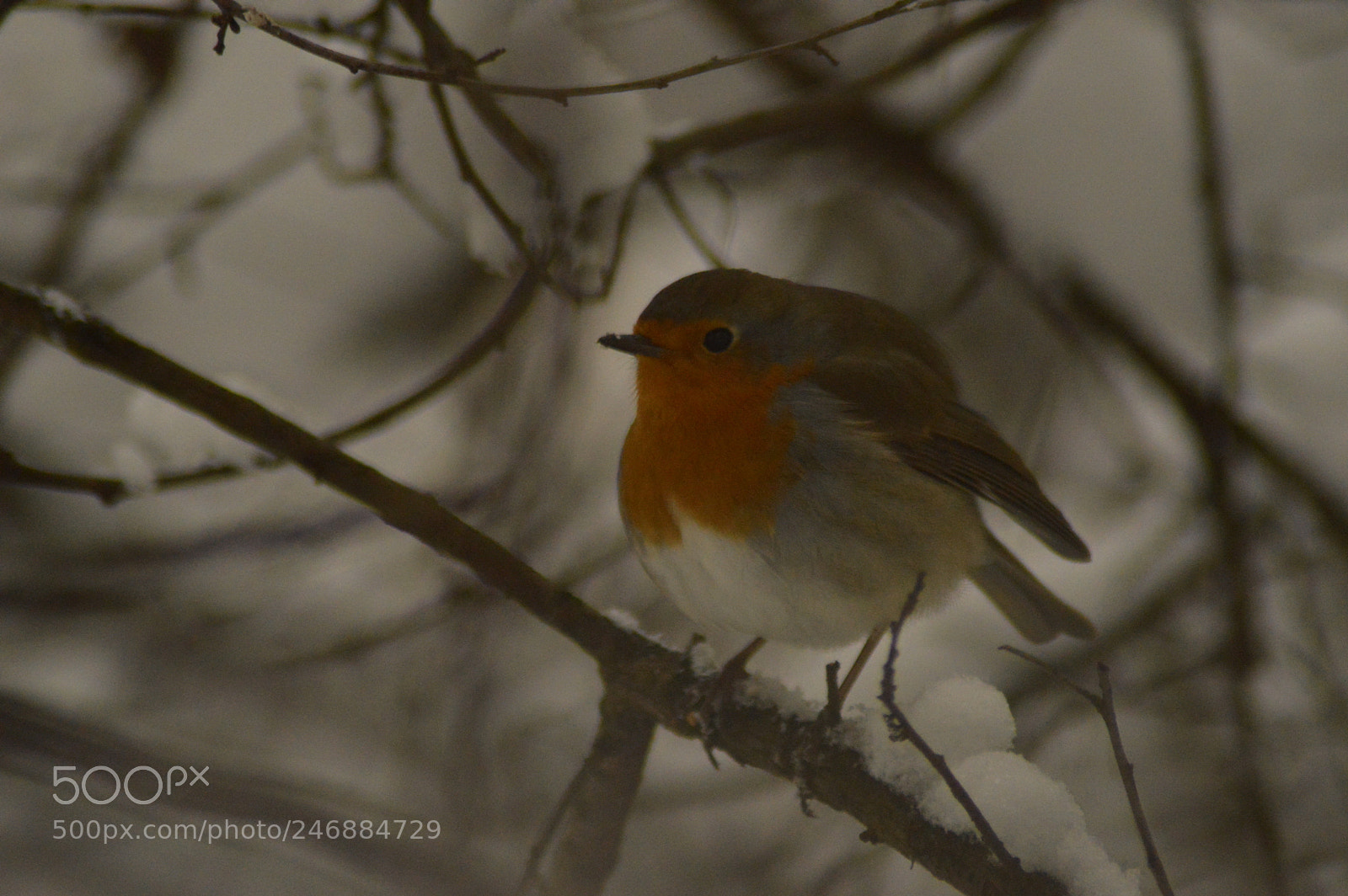Nikon D3200 sample photo. Robin sitting on twig photography