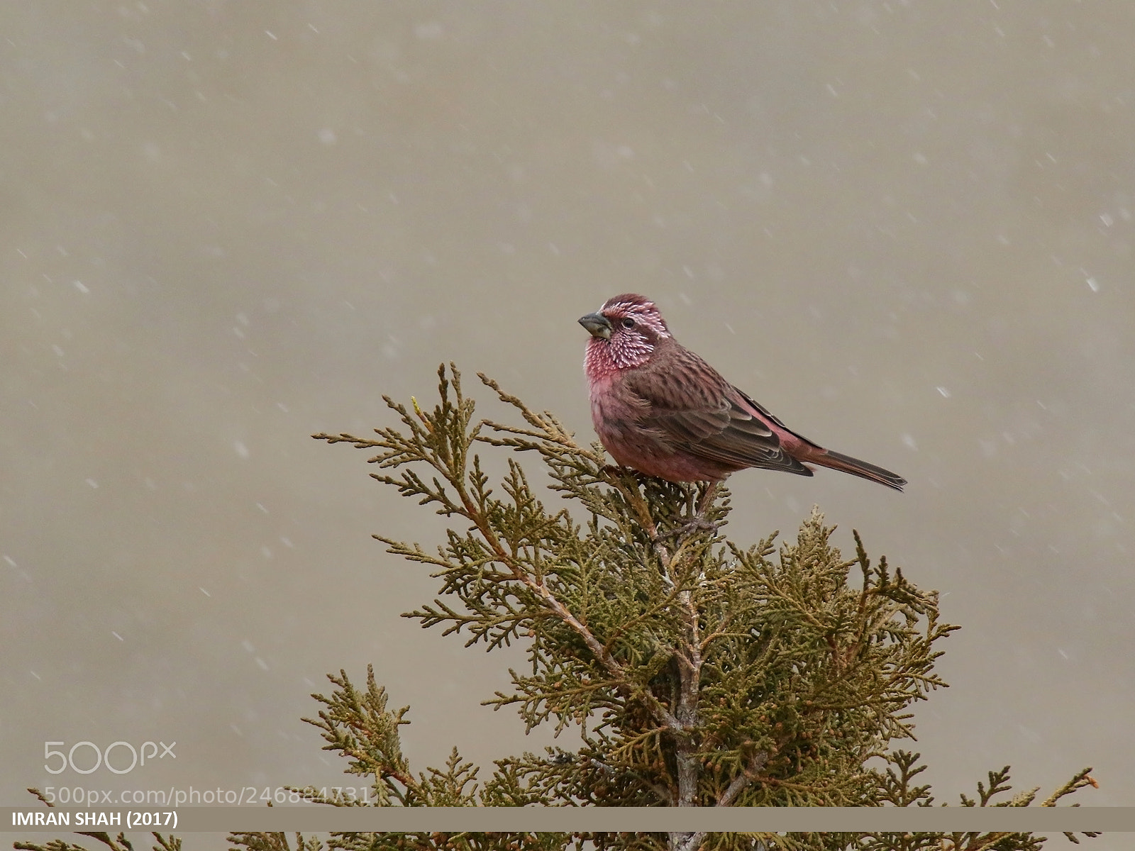 Canon EOS 7D Mark II sample photo. Red-mantled rosefinch (carpodacus rhodochlamys) photography