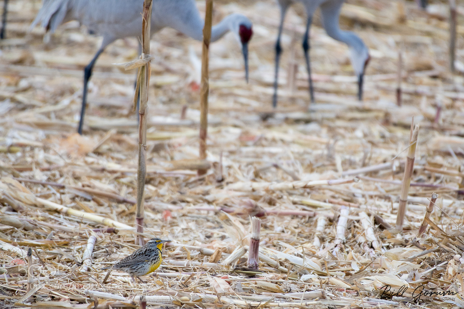 Nikon D500 sample photo. Western meadowlark and sandhill photography