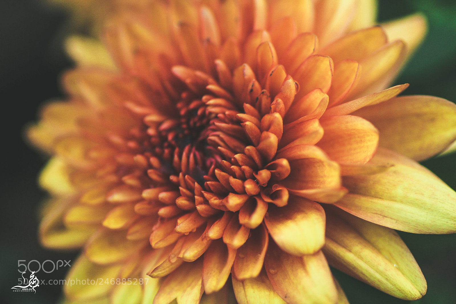 Canon EOS 60D sample photo. Untitled photography