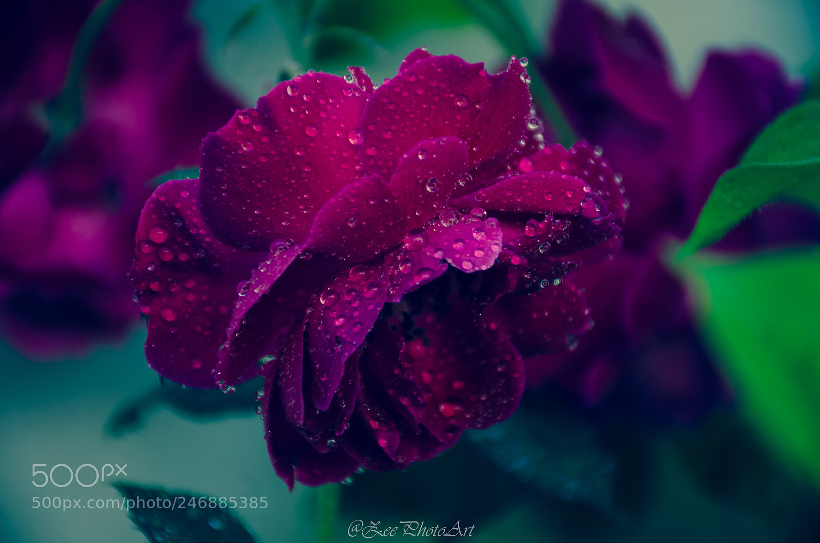 Nikon D5100 sample photo. Dark rose photography