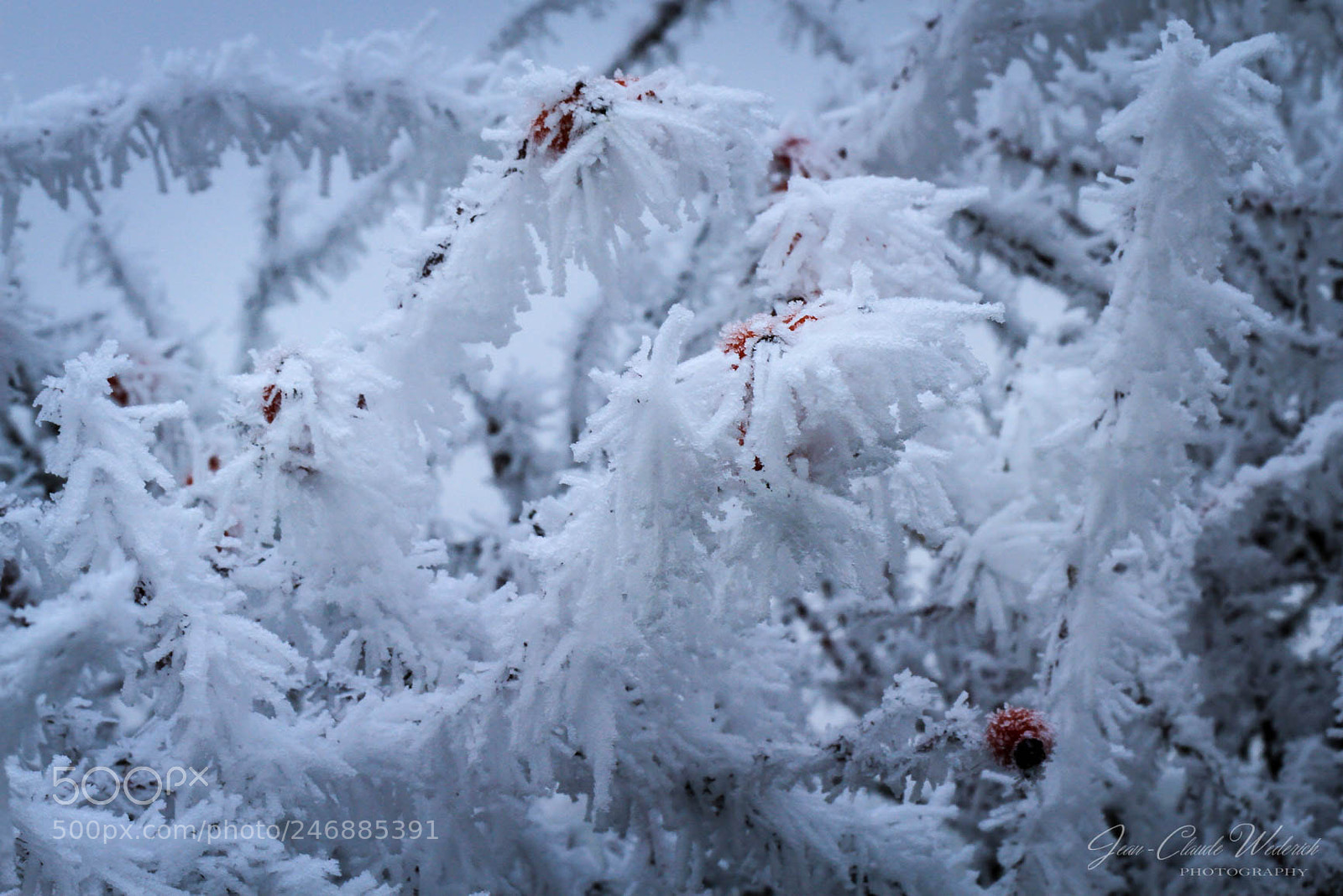 Canon EOS 7D sample photo. Frost photography