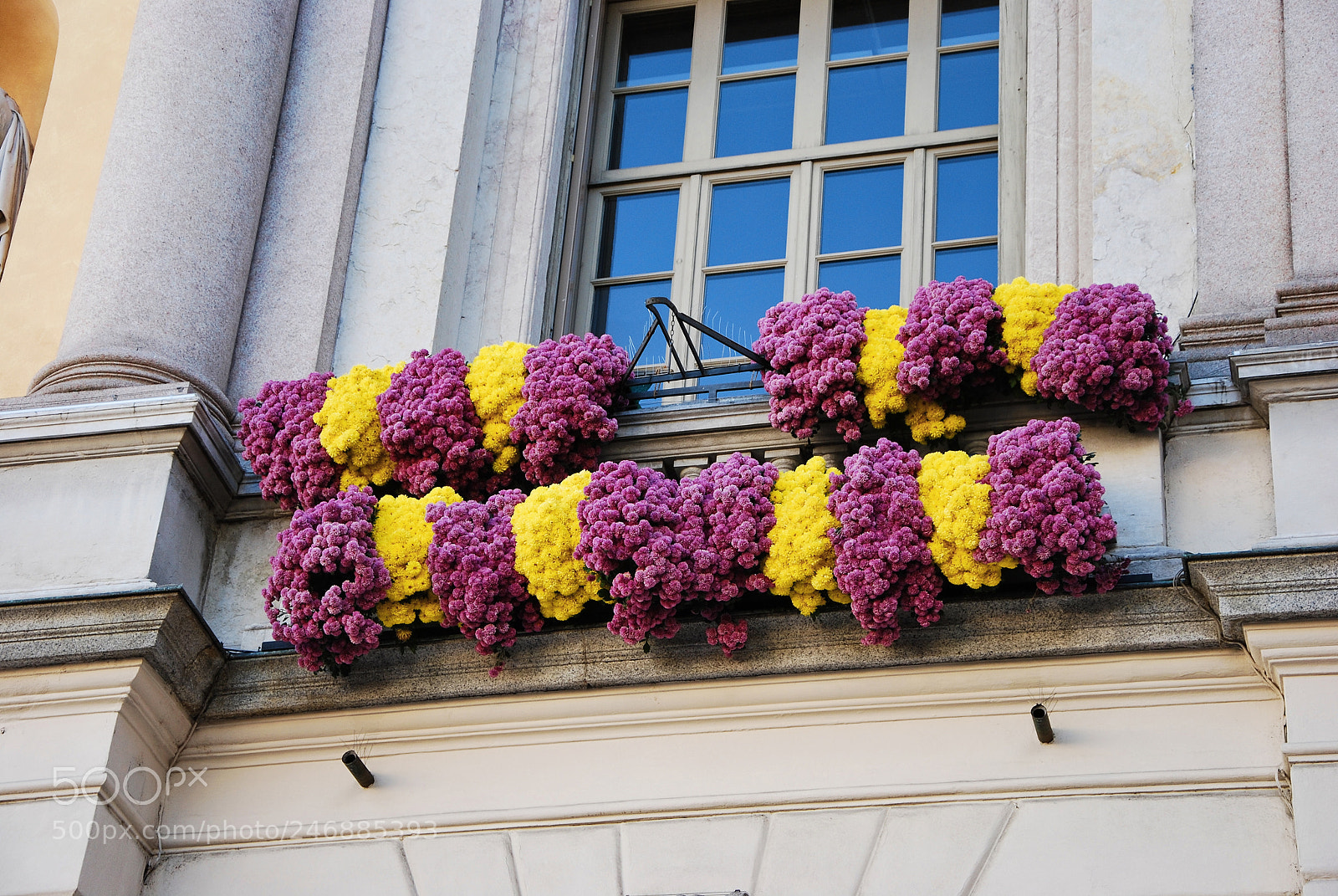 Nikon D60 sample photo. Purple yellow flowers photography