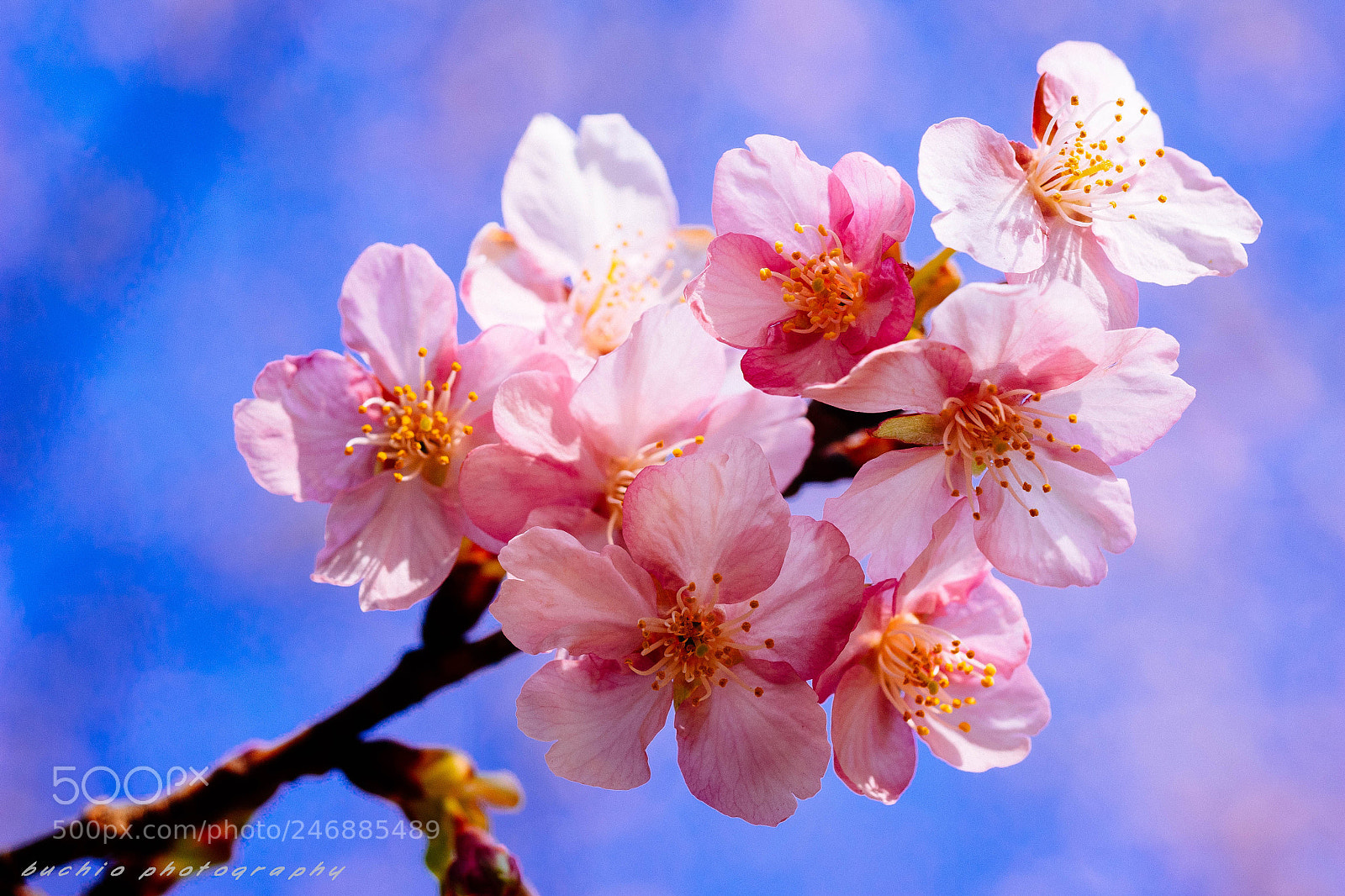 Olympus OM-D E-M1 sample photo. Kawazu cherry tree photography