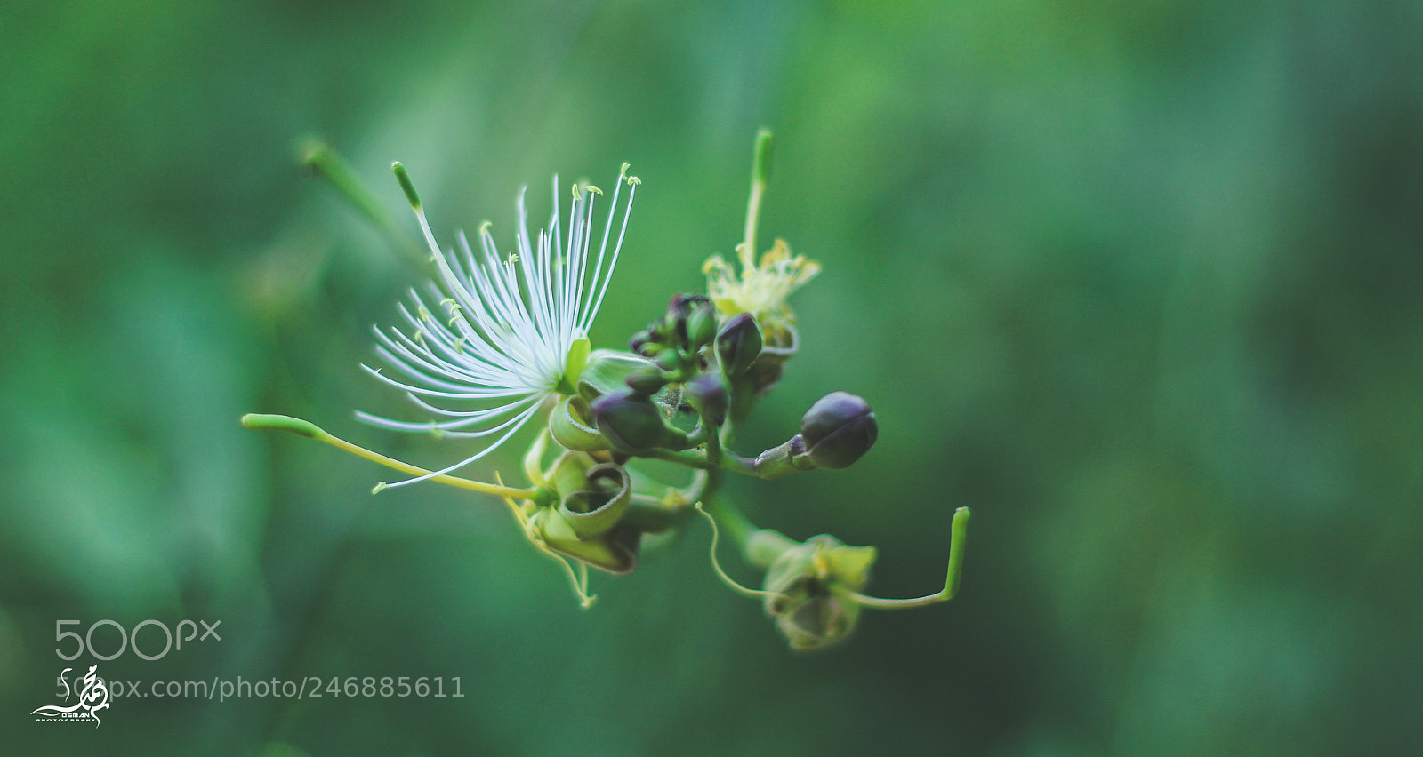Canon EOS 60D sample photo. Untitled photography