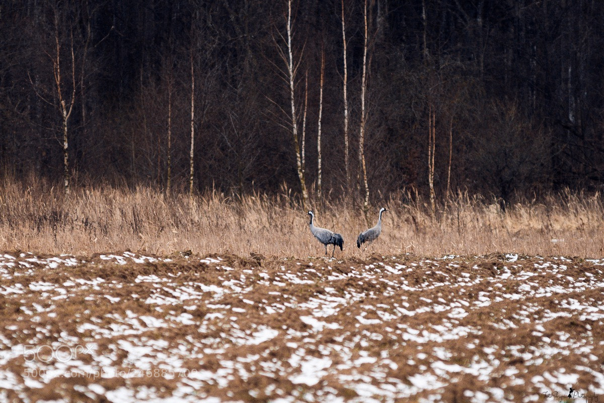 Nikon D4 sample photo. Birds photography