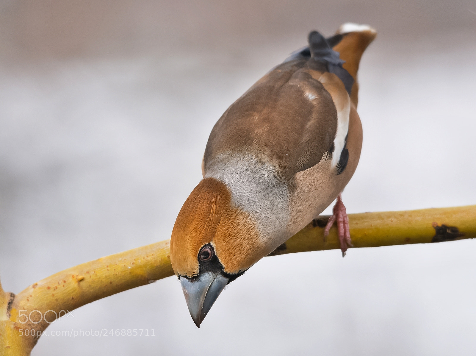 Nikon D7200 sample photo. Hawfinch photography