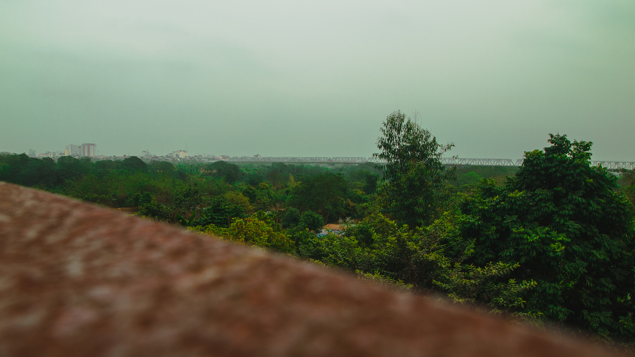 Olympus PEN E-P1 sample photo. Nothing but trees photography