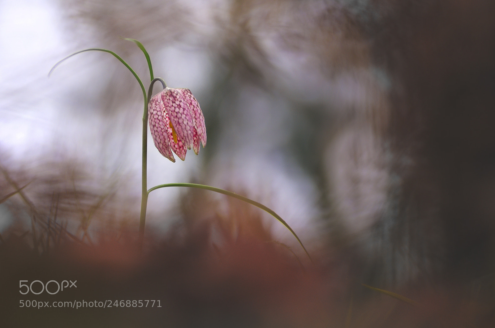 Pentax K-5 sample photo. Hello miss spring photography