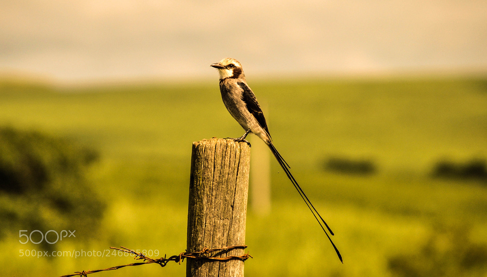 Nikon D5000 sample photo. Tesoura-do-brejo (gubernetes yetapa) photography