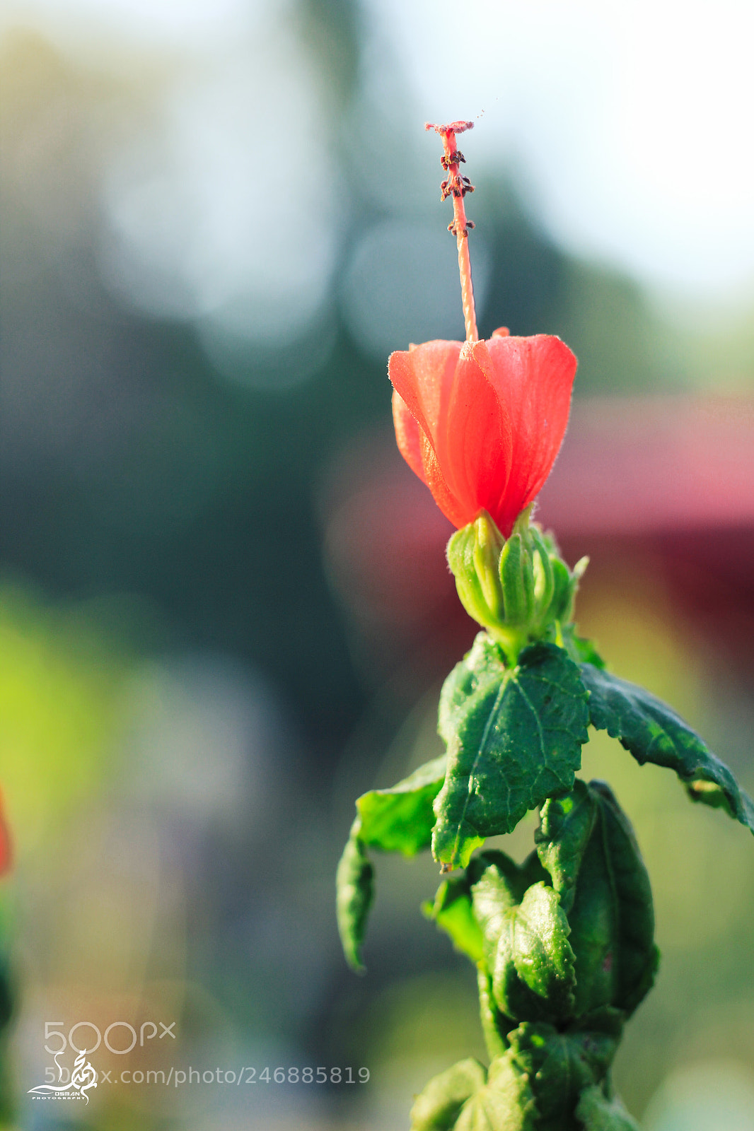 Canon EOS 60D sample photo. Img photography